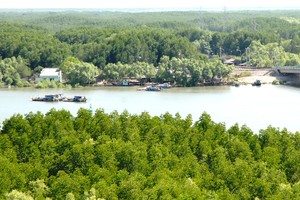 Can Gio district has advantages to develop ecotourism (Photo: SGGP)