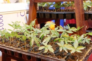 Reserving and Multiplicating Ngoc Linh ginseng are very important to protect the herb (Photo: SGGP)