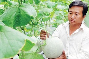 Muskmelon farming in Agricultural Hi-Tec Park, HCMC (Photo: SGGP)