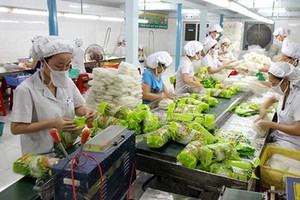 The export value of vegetables and fruits is estimated at US$1.7 billion in the first half of this year, marking a year-on-year increase of 45 percent. (Photo: baodautu.vn)