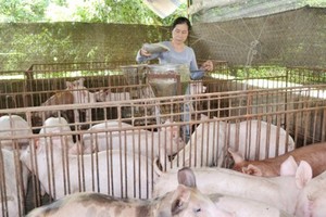 Pig breeders have been inspired with price rebound (Photo: SGGP)