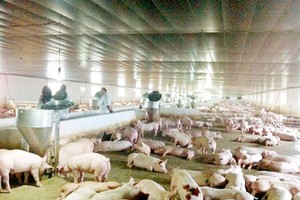 ​ Pig supply drop has highly increased prices but still ensured domestic consumption demand