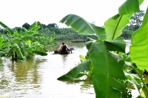 Thousands of hectares of farming crops submerged in floodwater because of floodwater from the swollen Red River (Photo: SGGP)