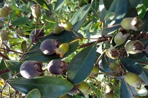 A rose myrtle plant gives at least three kilogram of fruit in Quang Binh province (Photo: SGGP)