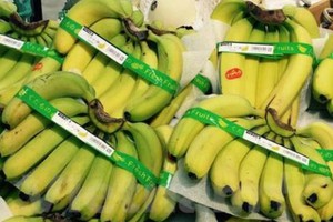 Banana for exports