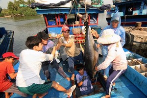Fishermen in the central province of Binh Dinh catch a tuna fish. Decree 67 was issued to serve the needs of fishermen and contribute to the development of the country’s marine economy. (Photo: VNA/VNS)
