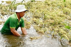 Mr. Ngo Van Hong cuts young rice to avoid surging floodwater in Vinh Dai commune, Vinh Hung district, Long An province (Photo: SGGP)