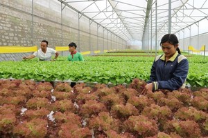 Clean vegetable farming in Ward 5, Da Lat city (Photo: SGGP)