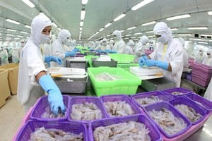 ​ Vietnamese shrimp producers need to build detailed strategies for every market. Specifically, it’s necessary to pay attention to the trends and habits of consumers in order to issue specific plans to develop business effectively. (Photo: VNS)