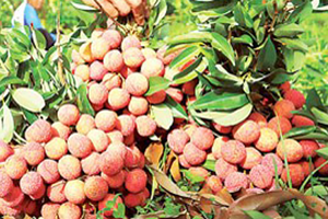 Vietnamese litchi has been exported to Australia (Photo: SGGP)