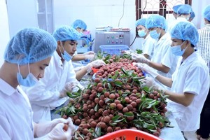 Litchi fruit, a specialty of the northern province of Bac Giang, is being irradiated in Hanoi to export to Australia (Photo: SGGP)