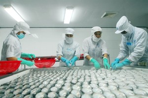 Seafood processing at the Ngo Quyen Joint Stock Company in Chau Thanh District, Kien Giang Province. (Photo: VNA/VNS)