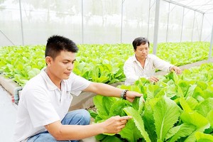 Vegetable production at Saigon Hi-Tech Park (Photo: SGGP)