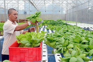 A farmer harvests hydroponic vegetables grown in a hothouse in Buon Ma Thuot in the Central Highlands province of Dak Lak. (Photo: VNA/VNS)