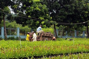 Workers from the Krong Pha Protection Forest Management Board in the central province of Ninh Thuan move seedlings for afforestation projects in the province. (Photo: VNA/VNS)