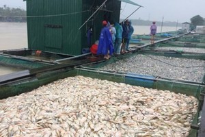 Typhoon Damrey causes complete loss to 25,957 seafood farming rafts. In the photo are fish rafts in the lower reaches of the Bo River, Thua Thien-Hue province (Photo: SGGP)