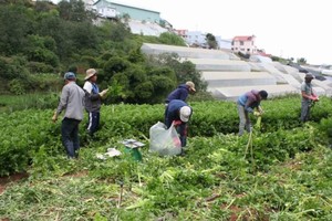 Farmers harvest vegetables in Ward 7, Da Lat city (Photo: SGGP)