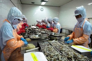 A processing line of frozen shrimp for exports. (Photo: VNA/VNS)