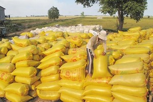 Rice bags after harvest in the Mekong Delta (Photo: SGGP)