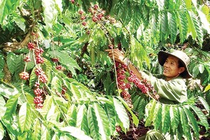 A farmer harvests coffee in the Central Highlands (Illustrative photo)