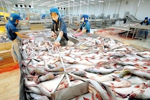  A pangasius fish processing plant (Photo: SGGP)