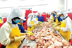Workers processing chicken to supply the market stabilization program at a plant of Ba Huan Company in Long An province (Photo: SGGP)