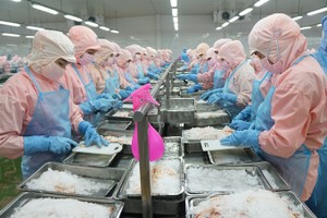 Shrimps are processed at Minh Phu Seafood Group. Vietnam expects to reach growth targets this year. (Photo: thuysanvietnam.com.vn)