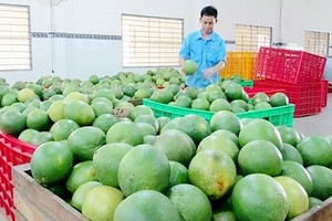 Fruit export turnover strongly increases in 2017 (Photo: SGGP)
