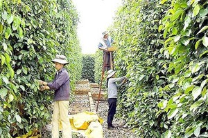 Farmers harvest pepper