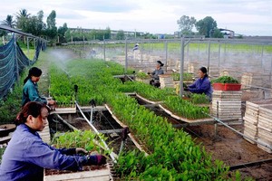 Workers nurse seedlings at Nguyen Hanh Plantation Service Company in the central province of Binh Dinh. (Photo: VNA/VNS)
