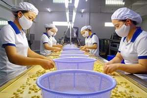 Workers examine peeled cashew nuts at a processing plant in Vietnam (Photo: SGGP)