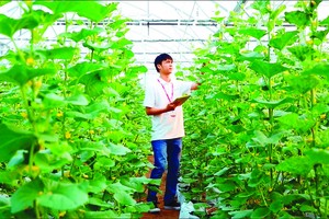  Hi-tech musk melon farming in HCMC (Photo: SGGP)