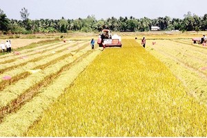 Farmers harvest winter spring rice in Dong Thap province (Photo: SGGP)