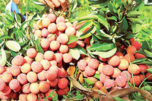 Vietnamese litchi has been exported to Australia (Photo: SGGP)