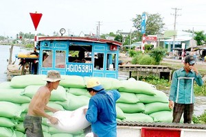Traders purchase rice for export in the Mekong Delta (Photo: SGGP)