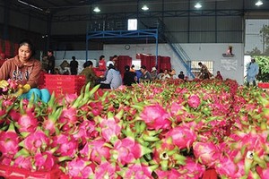 Vietnam exports 13,000 tons of dragon fruit to China a day (Photo: SGGP)