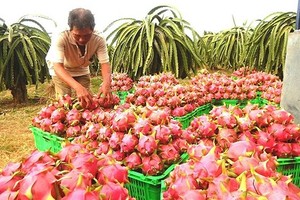 The farmer is harvesting dragon fruits  (Photo: SGGP)