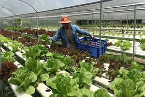 Vegetable production in Binh Chanh district, HCMC (Photo: SGGP)