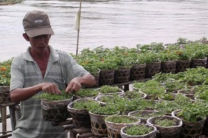 A farmer prepares Tet flower in Sa Dec flower village, Dong Thap province 
