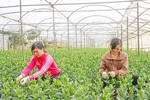 Farmers taking care of Lisianthus plants for the Tet holiday in Thai Phien flower village, Da Lat city (Photo: SGGP)