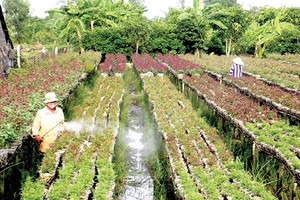 A Tet flower garden in Sa Dec city, Dong Thap province