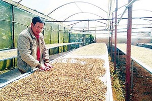 A farmer dries coffee beans which are one of the farm products of high demand in the Middle East countries.