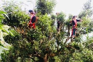H’Mong ethnic women pick up tea leaves in an ancient tree in Ta Xua