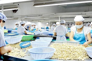 Cashew processing firms in Binh Phuoc Province have passed their heyday. (Photo: SGGP)