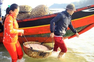 Quang Ngai fishermen enjoys bumper tiny shrimp catch yearend