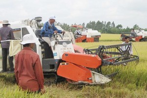 Farmers harvest winter spring rice in the Mekong Delta (Photo: SGGP)