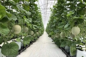 The CPTPP is forecast to bring about both opportunities and challenges for agriculture (Photo: VNA)