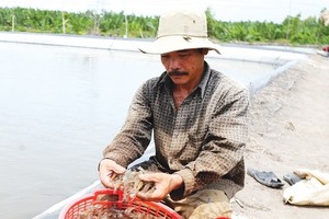 Shrimps, the key export product, have not showed their full potential (Photo:SGGP)