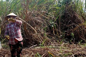 Farmers have to dump sugarcanes because traders do not show up. (Photo: SGGP)