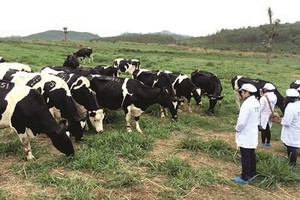 Dairy cows of TH Group are kept extensively. (Photo: SGGP)